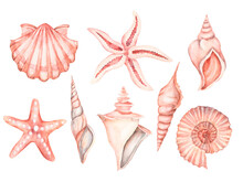 Large Set Of Pink Seashells On An Isolated White Background, Hand-painted, Shells, Mollusk, Starfish, Ammonite