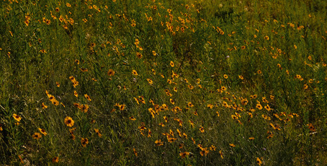 Wall Mural - Greenthread flowers blooming in Texas landscape during spring season banner.