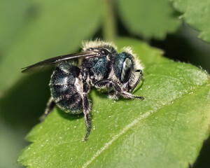 Wall Mural - A little hairy blue green Osmia Mason Bee precision cutting and gathering leaf materials to build her nest.  Long Island, New York, USA