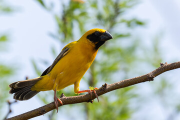 Asian golden weaver perched on branch.One beautiful yellow bird near rice fields.Natural wildlife fly animal concept.