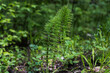 Great horsetail also known as northern giant horsetail grows in the forest during the spring.

