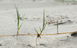 Extensive underground root system of Marram grass visible after erosion of a dune