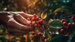 © Brandon - Harvesting Colombian coffee in a coffee farm