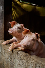 Portrait Big Pigs On A Farm In A Balinese Village In Bali
