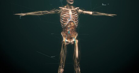human anatomy in augmented reality. model displays whole structure and individual organs, bones and 