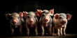 Little piglets close-up, pigs roam free and around the farm. Welfare and care of farm animals. Generative AI
