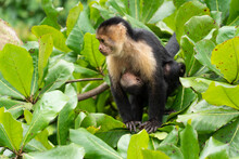 Mother And Baby Spider Monkey, Animal Wildlife Travel Costa Rica 