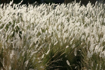 Wall Mural - White grass blowing around in the wind against a dark background