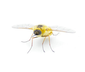 Wall Mural - parasitic bee for hover fly - Systoechus solitus - wing iridescent color, blonde fuzzy furry yellow cream colored.  isolated on white background front face view