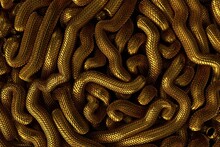 Golden Metal Texture Of Dragon Or Snake Scales.