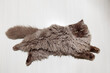© Aleksei Toropov/Stocksy - a fluffy cat is lying on the floor