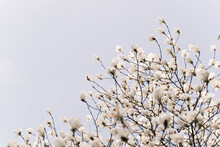 Blooming Yulan Magnolias In Spring