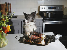 Cooking Lobsters At Home Kitchen With Dog