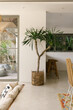 © Mihajlo Ckovric/Stocksy - House plant in modern design home