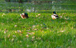 wild ducks in the wetlands