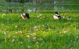 Fototapeta  - wild ducks in the wetlands
