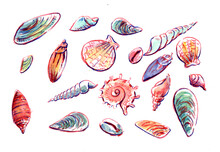 Illustration Aquarelle Coquillage De Bord De Mer, Plage Et Fruits De Mer