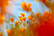 © Maite Pons/Stocksy - California Poppies in the Wind