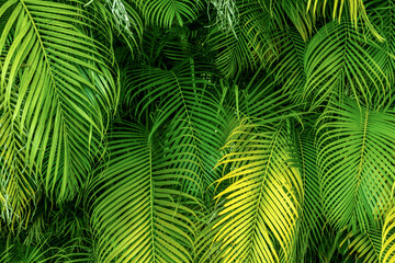 Wall Mural - green palm leaves background