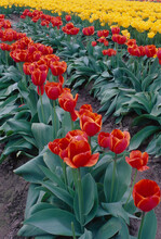 Tulips Red Yellow Orange Skagit Valley Washington Spring Agricultural