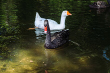 Wild Black Swan And White Poultry Goose Swim Together In The River