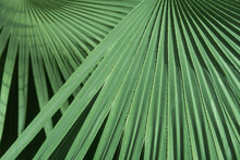 Palm Tree Leaves Closeup