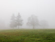 © Kristen Angelo/Stocksy - Grass field with trees in the distance