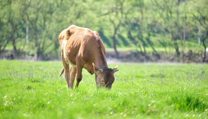 Milk cow grazing on green farm pasture on summer day. Feeding of cattle on farmland grassland