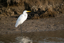 Great Egret On The Lakeshore , In Mar Chiquita , Argentina