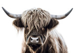 Fototapeta Zwierzęta - A close up of a cow with long horns isolated on white background. Generative AI.