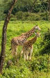 Fototapeta Sawanna - Two giraffes in the Masai Mara National Reserve in south west Kenya.