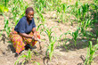 image of african lady in a green field- black lady working on a farm land- agricultural concept