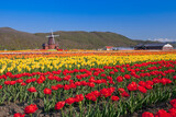 Fototapeta Tulipany - チューリップ畑と風車