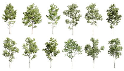 tree isolated on white background