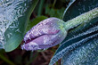 A close up of a purple tulip flower with the leaves covered in frost.