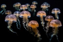  A Group Of Jellyfish Floating In The Ocean Together In The Dark Water With Their Heads Turned To The Side And Their Heads Turned To The Side.  Generative Ai