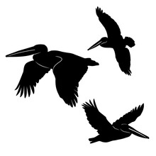 Flying Pelican Silhouette