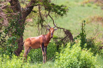 swayne's hartebeest, alcelaphus buselaphus swaynei antelope, senkelle sanctuary ethiopia wildlife
