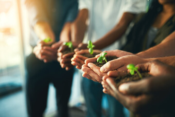 Plant, sustainability and environment with hands of business people for teamwork, earth and support. Collaboration, growth and diversity with employees and soil for future, partnership or community