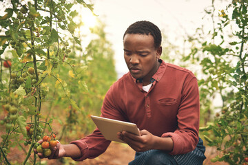 Black man, tablet and tomato farming with agriculture and farmer check crops with nature, harvest and inspection. Male person on farm, vegetable plant and sustainability, growth and quality assurance