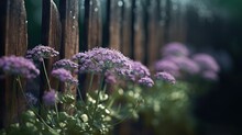 A Bunch Of Purple Flowers Growing In Front Of A Wooden Fence.  Generative Ai