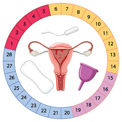 Sticker - Stages of The Menstrual Cycle