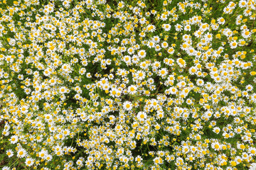 Chamomile flower wild plant field detail close up natural nature