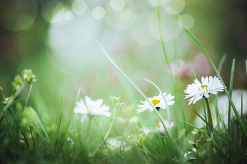 Beautiful summer nature background with close up of daisies flowers and green grass at lighting bokeh