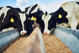 Cows eating, farming and cattle on a dairy farm for agriculture, growth and food production. Nature, eat and a herd of hungry animals with feed in the countryside for livestock lifestyle and industry