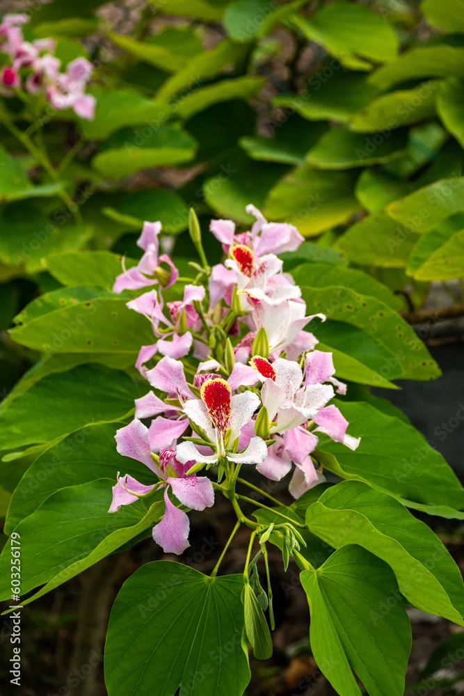 Roatán in Bildern: Aras, Leguane und wilde Karibikküste 7 Rosa Baumblüten zwischen grünen Blättern auf Roatán in Honduras