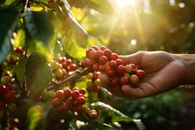 Hand Picking Coffee Berry In The Early Morning Sunrise To Make Coffee Commercials With Generative AI