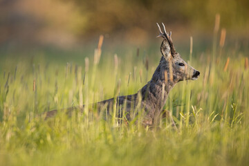 Poster - Roebuck - buck (Capreolus capreolus) Roe deer - goat