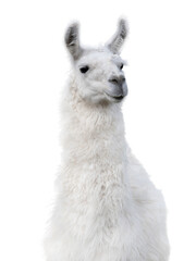 Sticker - lama portrait isolated on white background