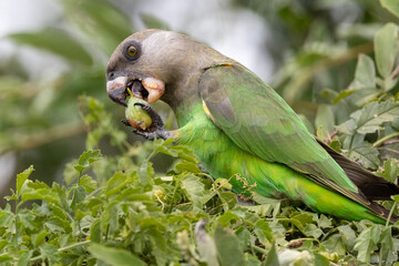 Wall Mural - Brown-headed Parrot (Bruinkoppapegaai) in Kruger National Park